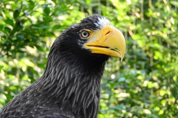 Tipos de águilas - Diferentes especies de águilas con fotos - Águila marina de Steller (Haliaeetus pelagicus)