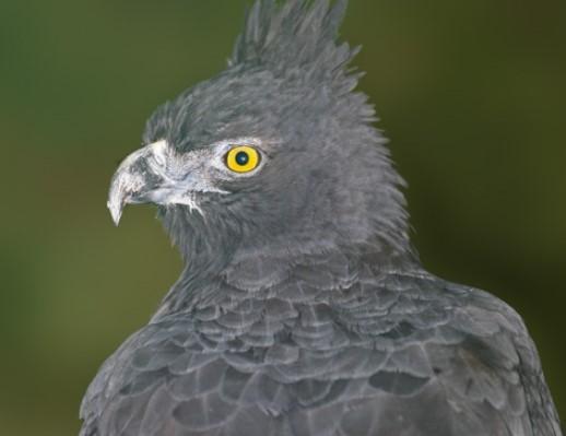 Tipos de águilas - Diferentes especies de águilas con fotos - Águila negra y castaña (Spizaetus isidori)