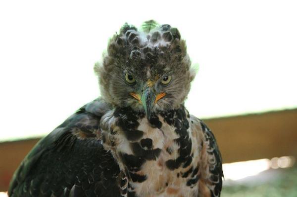 Tipos de Águilas - Diferentes Especies de Águilas con Fotos - Águila coronada (Stephanoaetus coronatus)