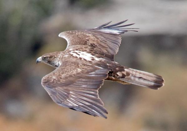 Tipos de águilas - Diferentes especies de águilas con fotos - Águila perdicera (Aquila fasciata)