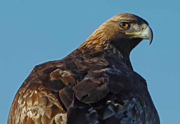 Tipos de águilas - Diferentes especies de águilas con fotos - Águila real (Aquila chrysaetos)