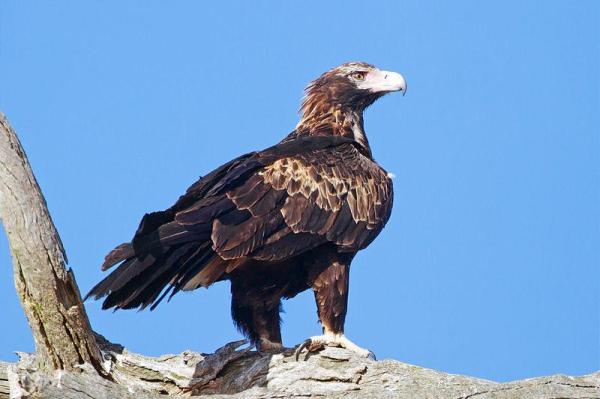 Tipos de águilas - Diferentes especies de águilas con fotos - Águila de cola cuña (Aquila audax)
