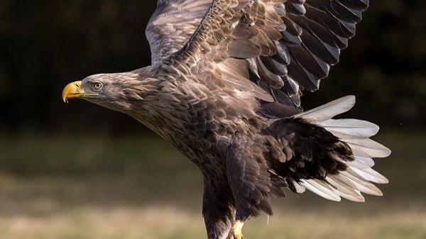 Tipos de águilas - Diferentes especies de águilas con fotos - Águila de cola blanca (Haliaeetus albicilla)