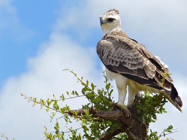 Tipos de águilas - Diferentes especies de águilas con fotos - Águila marcial (Polemaetus bellicosus)