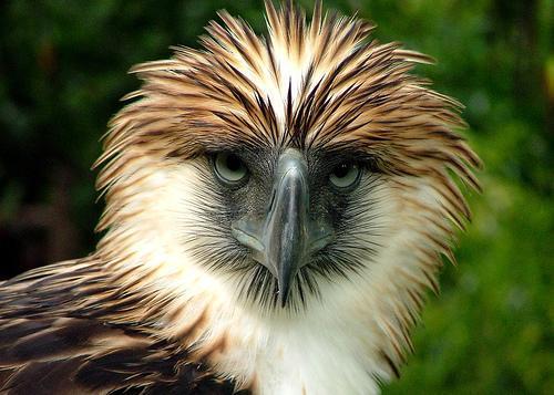 Tipos de águilas - Diferentes especies de águilas con fotos - Águila filipina (Pithecophaga jefferyi)