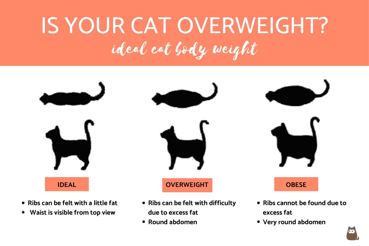 ¿cómo Puedo Saber Si Mi Gato Tiene Sobrepeso?