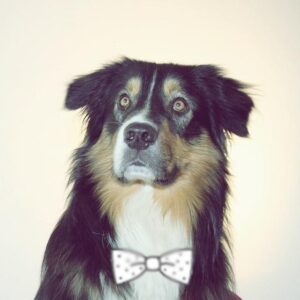 Nombres Para Perros Machos