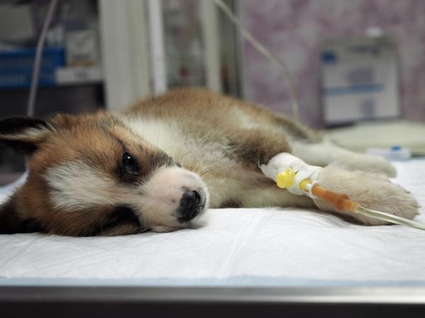 ¿Qué enfermedades transmiten las cucarachas?  - ¿Qué enfermedades pueden transmitir las cucarachas a perros y gatos?