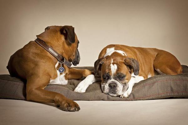 Nombres para Perros Boxer - Cómo elegir un buen nombre para un perro