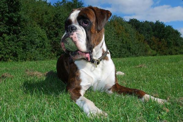 Nombres para Perros Boxer - Nombres para perros Boxer machos