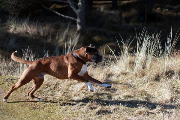 Nombres para Perros Boxer - Nombres para perras Boxer hembras