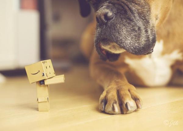 Nombres para Perros Boxer - Más sobre perros Boxer