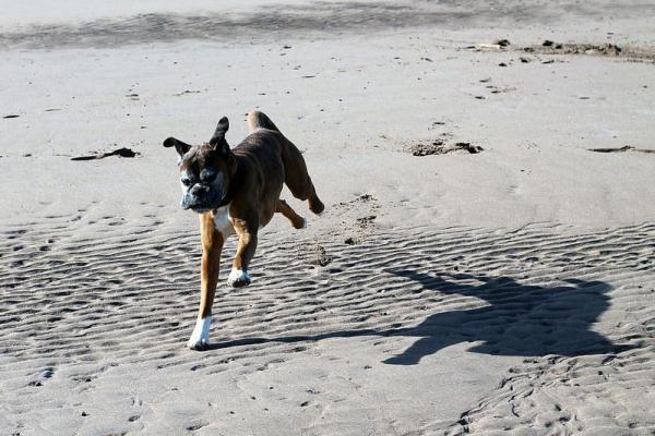 Nombres para perros Boxer -