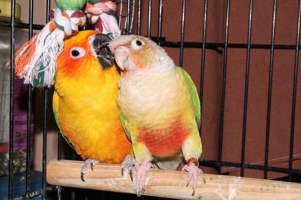 50 nombres únicos para loros - Nombres para loros hembras