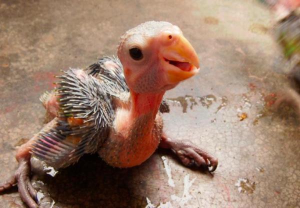50 nombres únicos para loros - Nombres para loros bebés