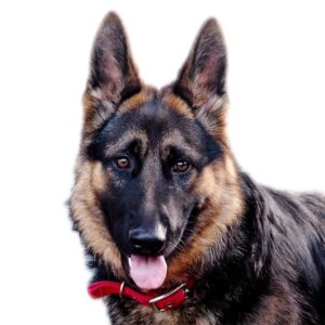 Nombres Largos Para Perros