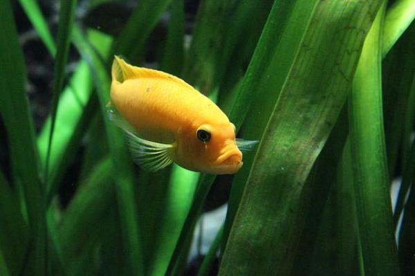 Guía paso a paso para preparar un acuario de agua fría - Paso 4