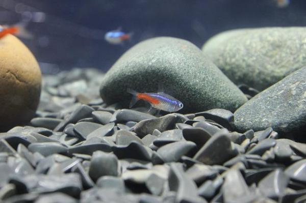 Guía paso a paso para preparar un acuario de agua fría - Paso 3