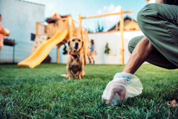 Salmonelosis en perros - Síntomas y tratamiento - Tratamiento de la salmonelosis en perros