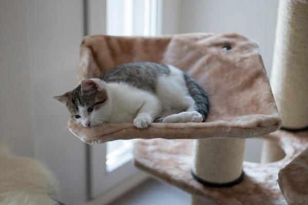 ¿Por qué mi gato duerme en lugares altos? - 5. Para gestionar el estrés y la ansiedad
