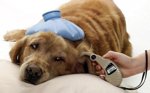 Infecciones del tracto urinario en perros - Tipos, signos y tratamiento - Síntomas de infección del tracto urinario en perros