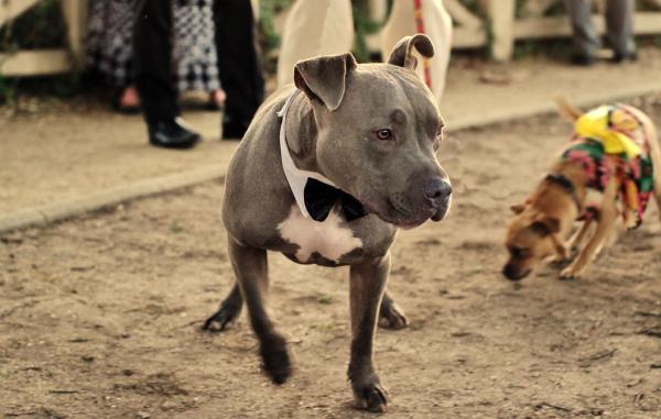 ¿Pueden los American Staffordshire Terriers vivir con otros perros? - Presentar otro perro a un Amstaff