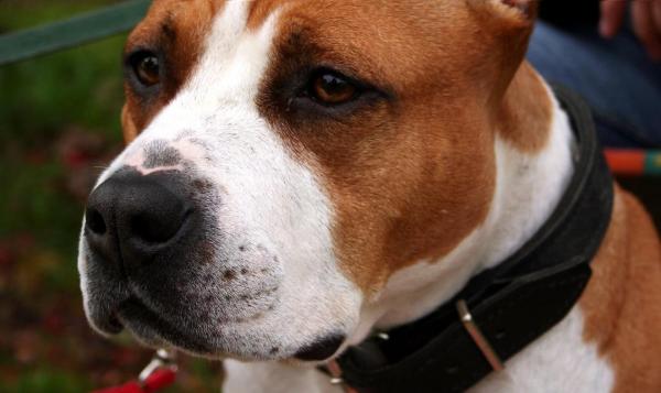 ¿Pueden los American Staffordshire Terriers vivir con otros perros? - Actitud positiva en casa.