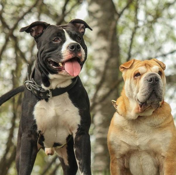 ¿pueden Los American Staffordshire Terriers Vivir Con Otros Perros?