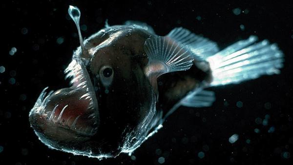 Los 10 peces de aguas profundas más extraños - 5. Diablo negro