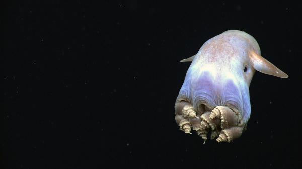 Los 10 peces de aguas profundas más extraños: 3. Pulpo Dumbo