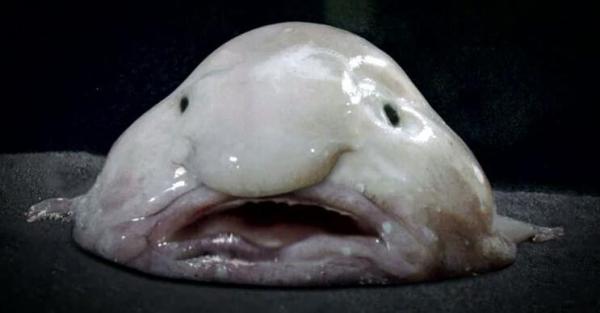Los 10 peces de aguas profundas más extraños - 6. Blobfish