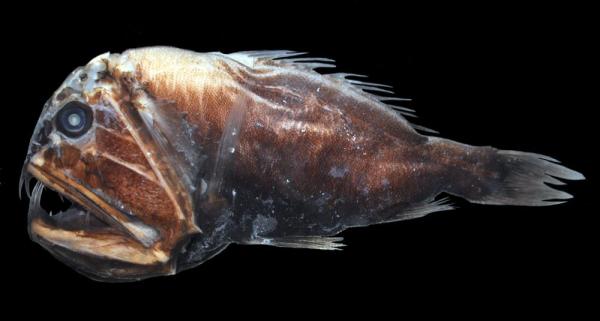 Los 10 peces de aguas profundas más extraños - 8. Anoplogaster