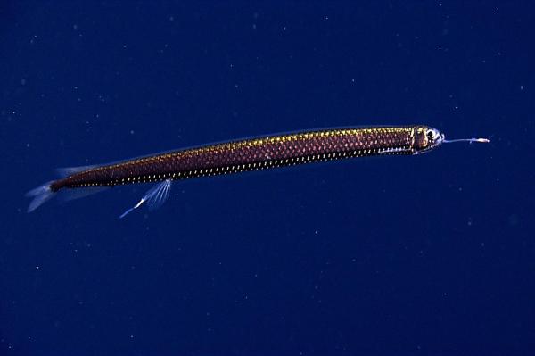 Los 10 peces de aguas profundas más extraños - 7. Pez dragón