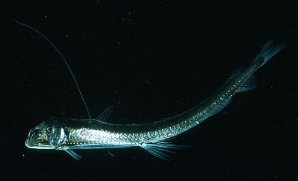 Los 10 peces de aguas profundas más extraños - 10. El pez víbora