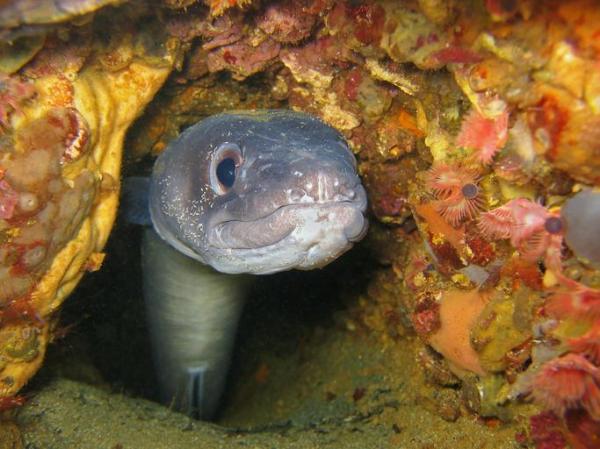 ¿Todos los peces tienen escamas?  - Tipos de peces sin escamas - Congrio