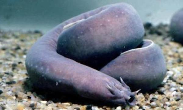 ¿Todos los peces tienen escamas?  - Tipos de peces sin escamas - Mixino del Pacífico 