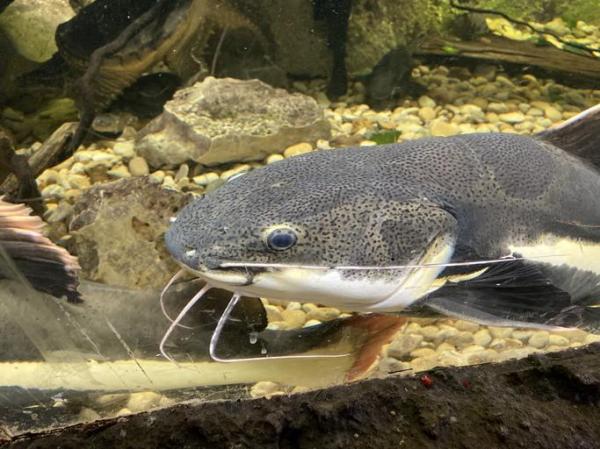 ¿Todos los peces tienen escamas?  - Tipos de peces sin escamas - 