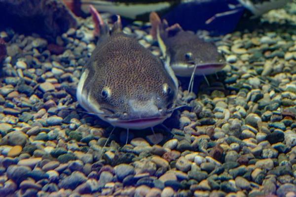 ¿Todos los peces tienen escamas?  - Tipos de peces sin escamas - Bagre de Wels 