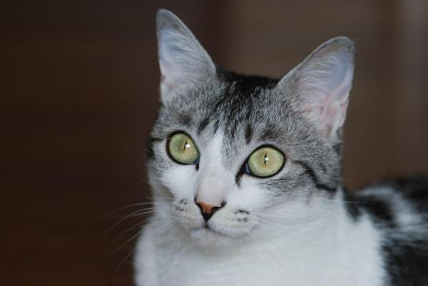 Nombres japoneses para gatas - Nombres de gatos japoneses y su significado