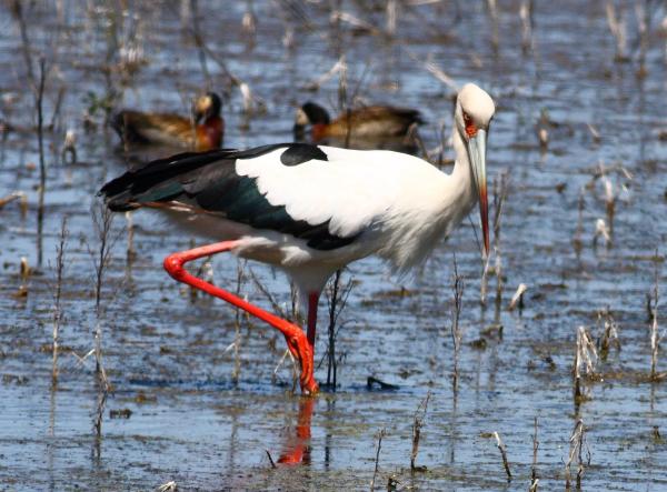 Tipos de aves acuáticas - Aves playeras