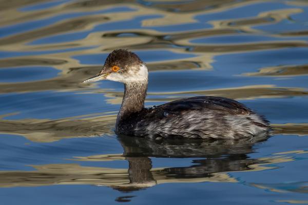 Tipos de aves acuáticas: anátidas, cormoranes y aves buceadoras