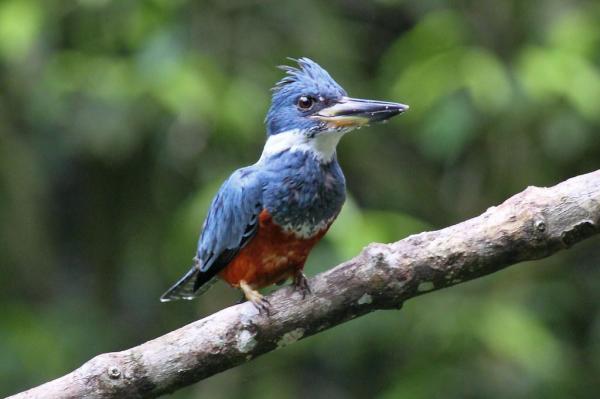 Tipos de aves acuáticas: aves rapaces acuáticas y martines pescadores
