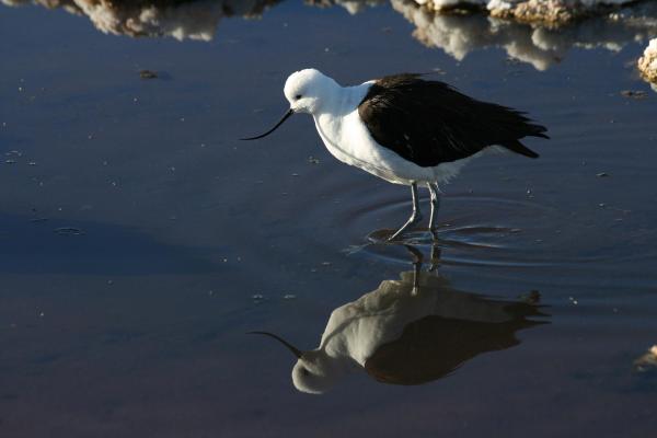 Tipos de aves acuáticas: aves limícolas