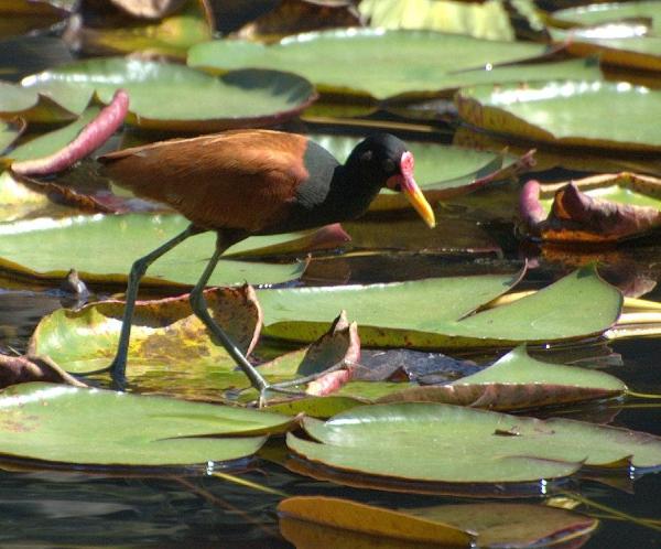 Tipos de Aves Acuáticas - Pollas de agua, jacanas, fochas y similares