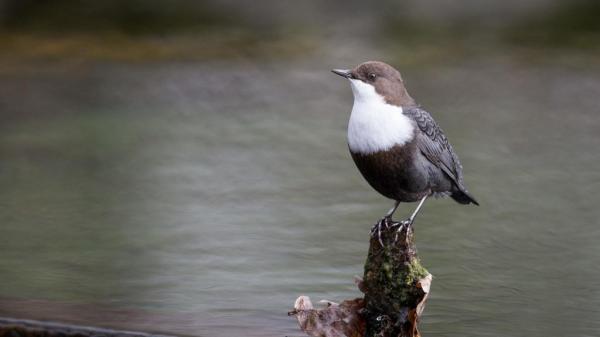 Tipos de aves acuáticas: aves acuáticas y otras aves acuáticas