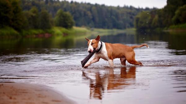 Nombres para Perros Bull Terrier - Nombres para Bull Terriers machos