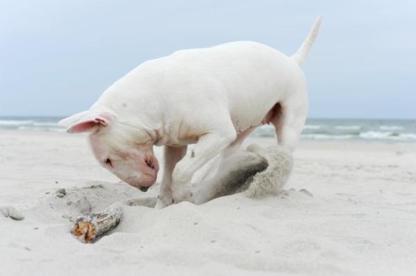 Nombres para Perros Bull Terrier - Nombres para Perros Bull Terrier hembras