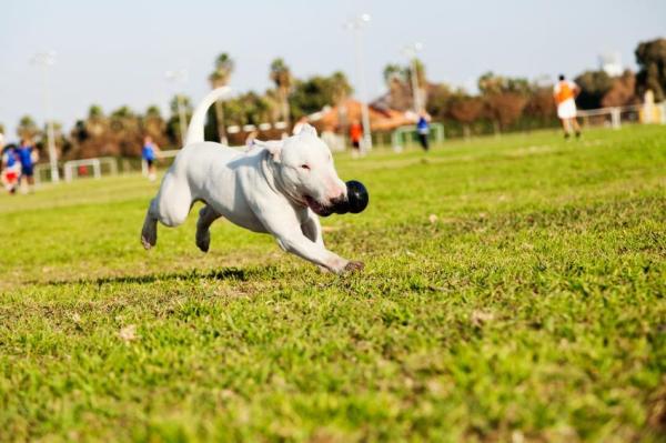 Nombres para perros Bull Terrier: ¿Por qué es importante ponerle un nombre a una mascota?