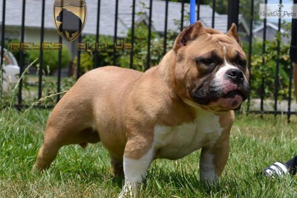 Los mejores nombres para perros American Bully - Nombres femeninos de American Bully