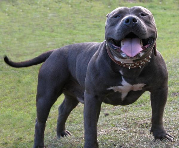 Los mejores nombres para perros American Bully - Nombres de ciudades de American Bully
